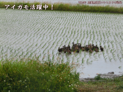 アイガモ活躍中！