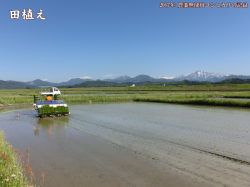 田植え