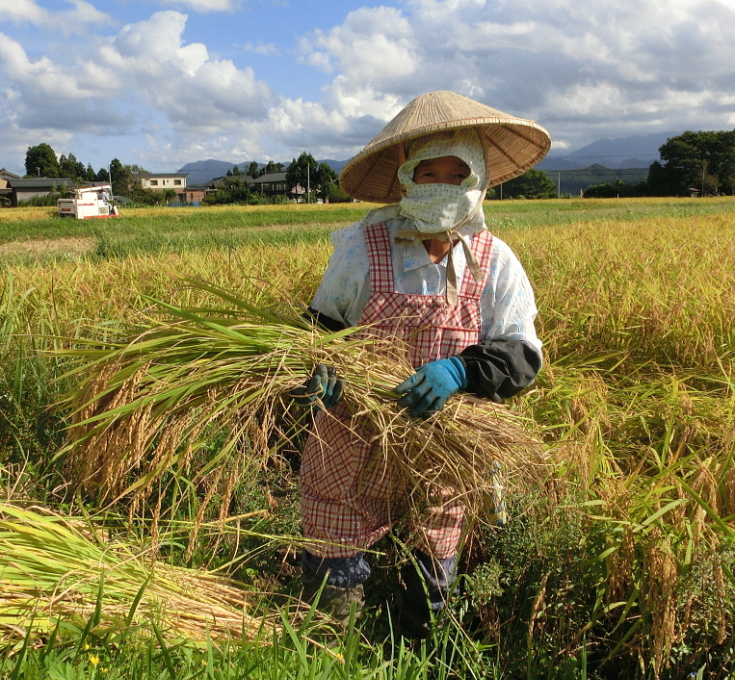 2018年産（平成30年産）岩船産コシヒカリ