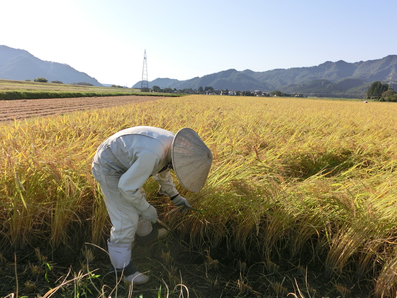 2019年産（令和元年産）岩船産コシヒカリ