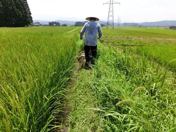 2019年産(令和元年産)岩船産コシヒカリ