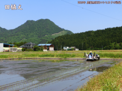 田植え