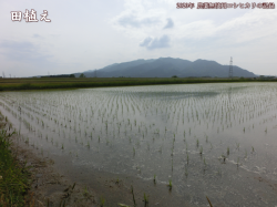 田植え