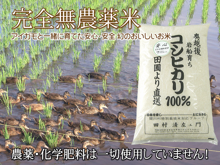無農薬米なら百姓屋 - 岩船産コシヒカリ 完全無農薬米（白米）10kg