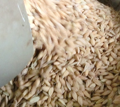 岩船産コシヒカリ 完全無農薬米