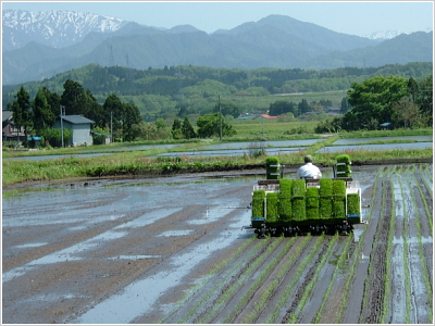 岩船産コシヒカリ 完全無農薬米