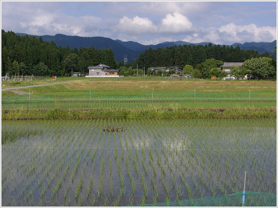 岩船産コシヒカリ 完全無農薬米