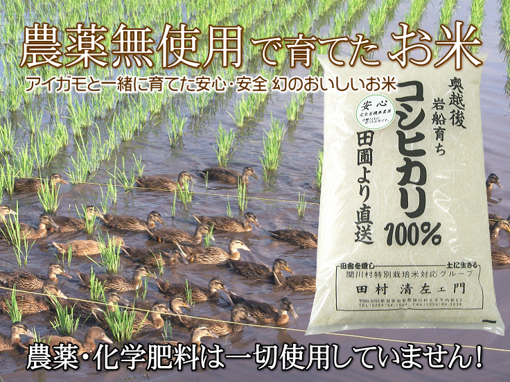 無農薬米なら百姓屋 - 無農薬・無化学肥料で育てたお米 岩船産コシヒカリ