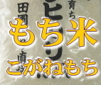 岩船産もち米 こがねもち 白米