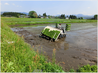 岩船産コシヒカリ 極上 こだわり米