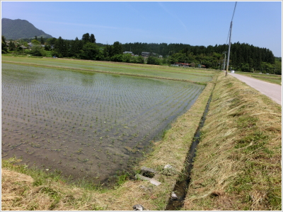 岩船産コシヒカリ 完全無農薬米