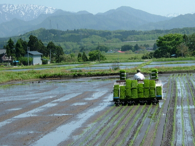 岩船産コシヒカリ 完全無農薬米