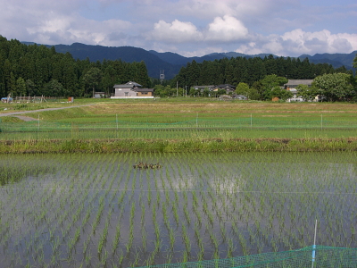 岩船産コシヒカリ 完全無農薬米