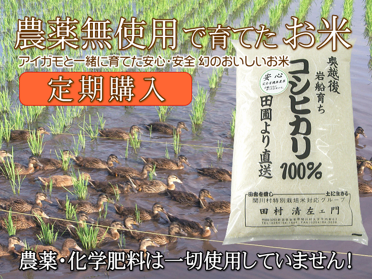 岩船産コシヒカリ 無農薬米