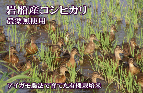 岩船産コシヒカリ 無農薬米