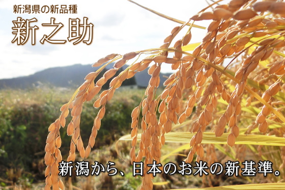新之助 (岩船産)