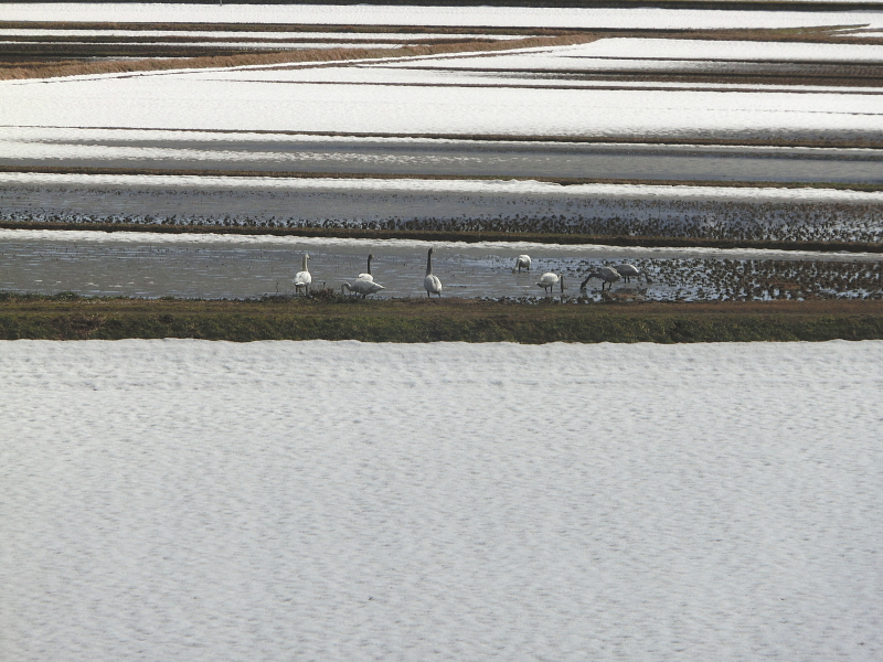 関川村の風景:
冬の白鳥