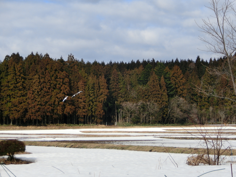 関川村の風景:
冬の白鳥