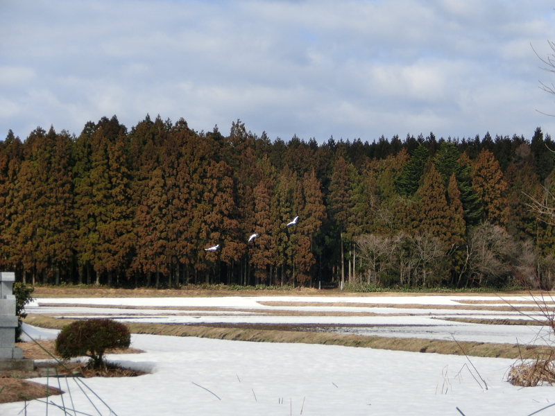 関川村の風景:
冬の白鳥