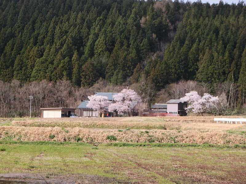 関川村に春が来た