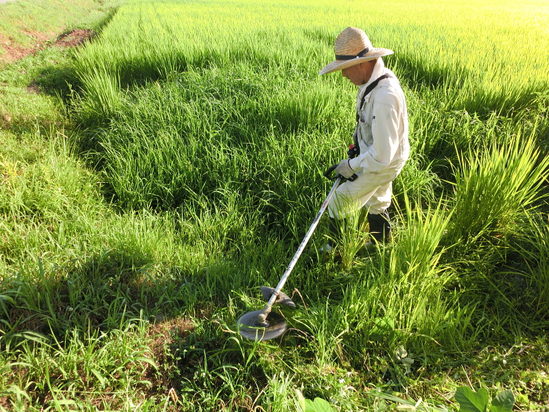 稗の草刈り