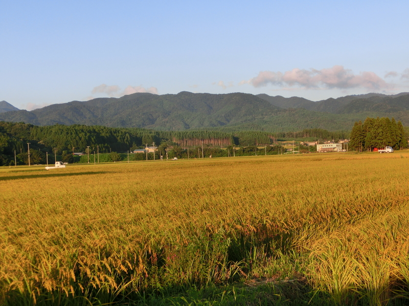 夕陽を浴びて順調に育つ 無農薬で育てるコシヒカリ