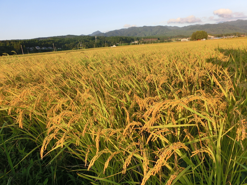 夕陽を浴びて順調に育つ 無農薬で育てるコシヒカリ