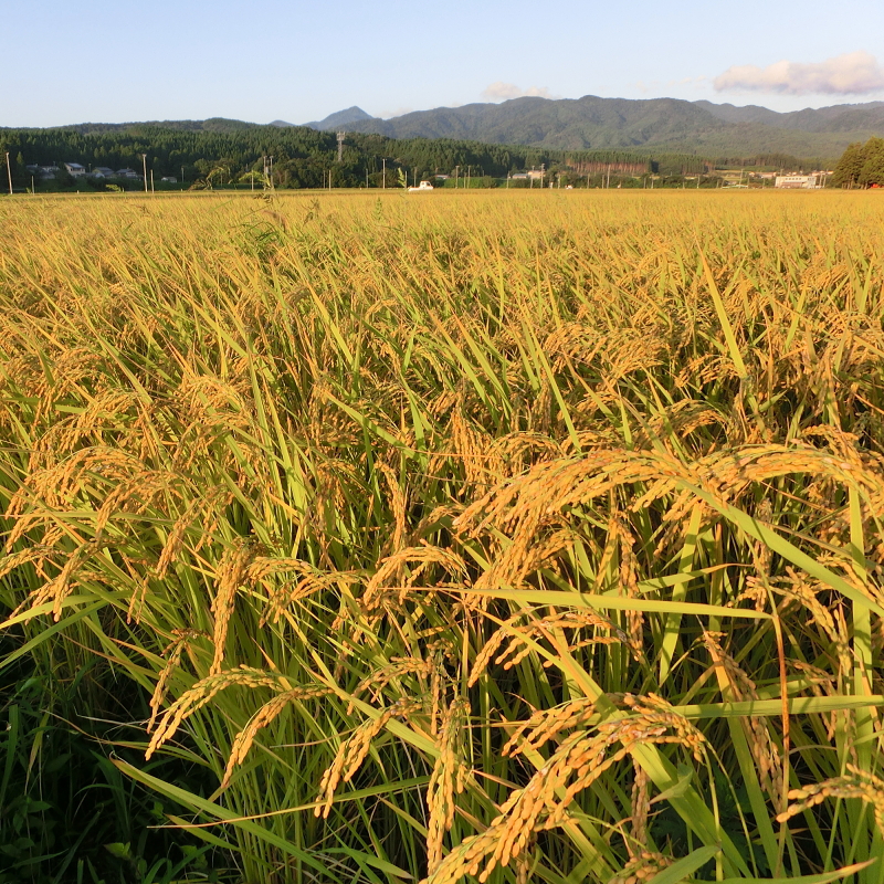 夕陽を浴びて順調に育つ 無農薬で育てるコシヒカリ