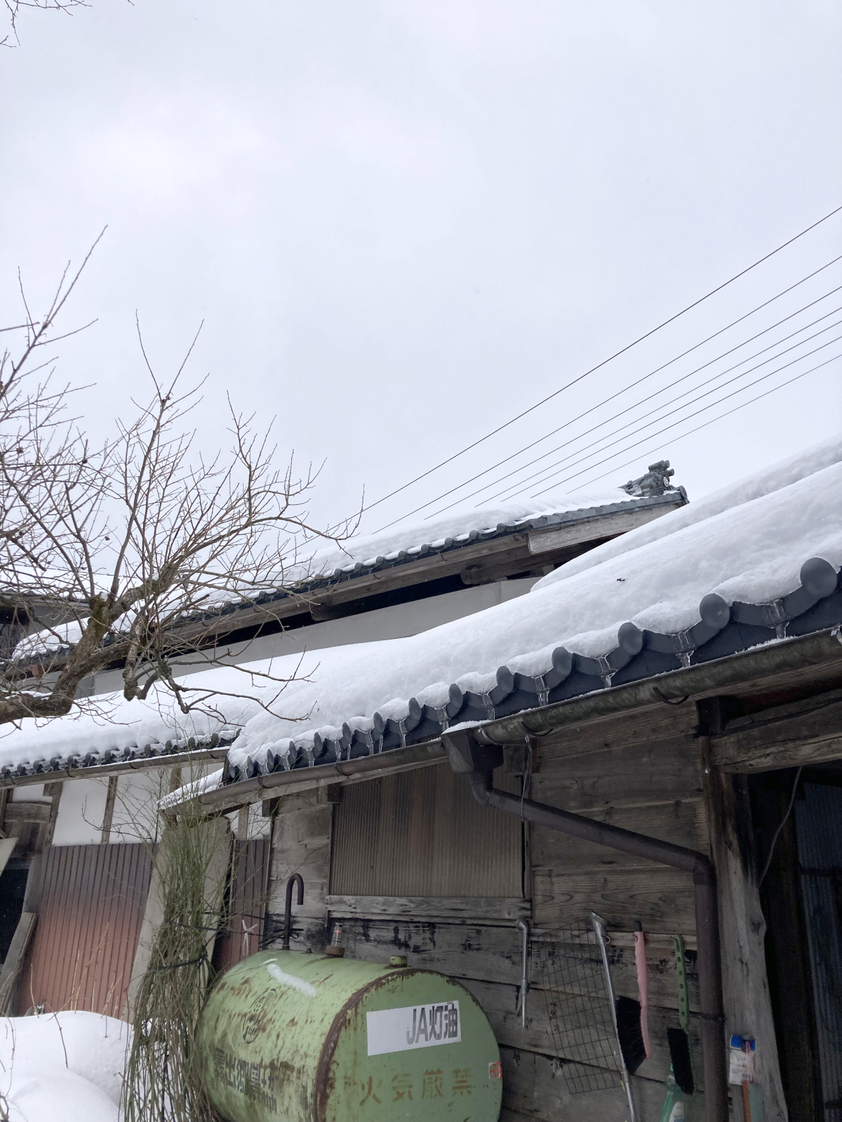 雪の量が少ない年明けとなりました。