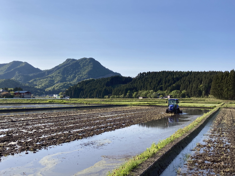 令和4年産 岩船産コシヒカリ　代掻き