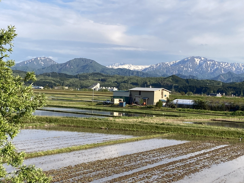 令和4年産 岩船産コシヒカリ　代掻き