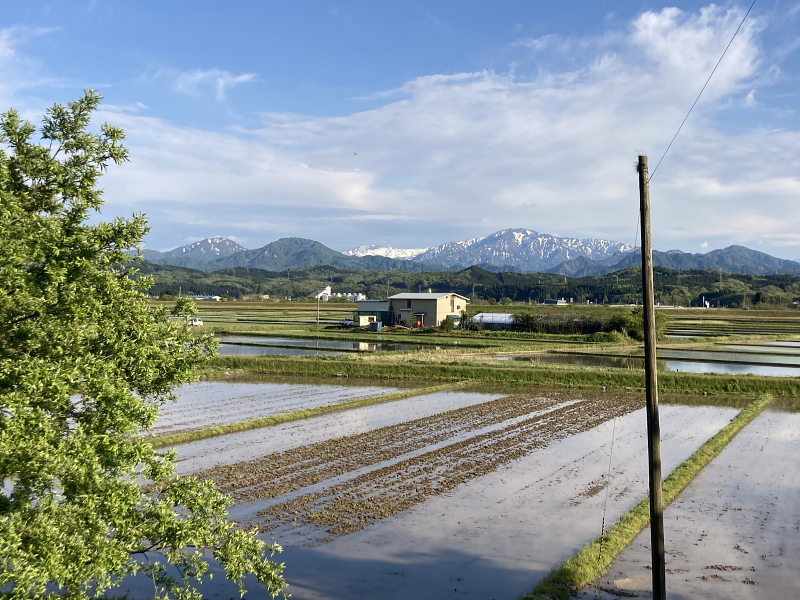 令和4年産 岩船産コシヒカリ　代掻き