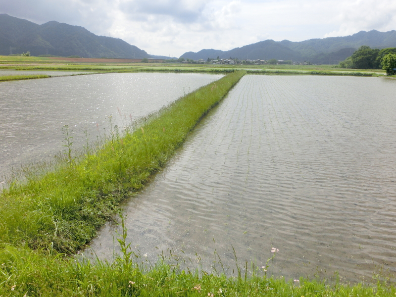 令和4年産 岩船産コシヒカリ 無農薬米 田植え