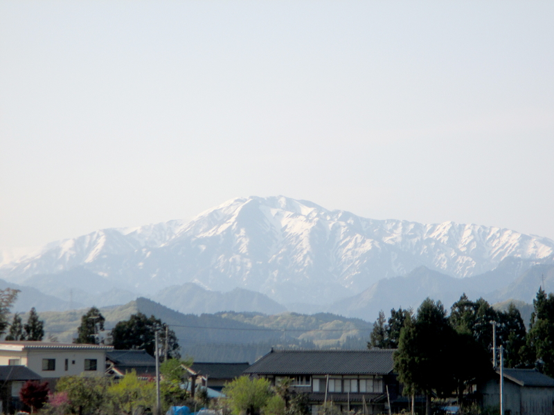 令和4年産 岩船産コシヒカリ 無農薬米 田植え