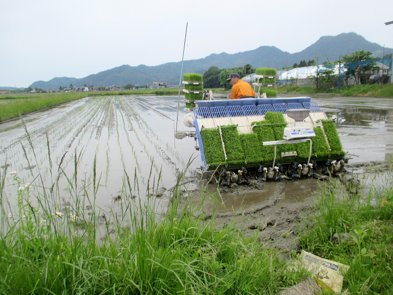 令和4年産 岩船産コシヒカリ 無農薬米 田植え