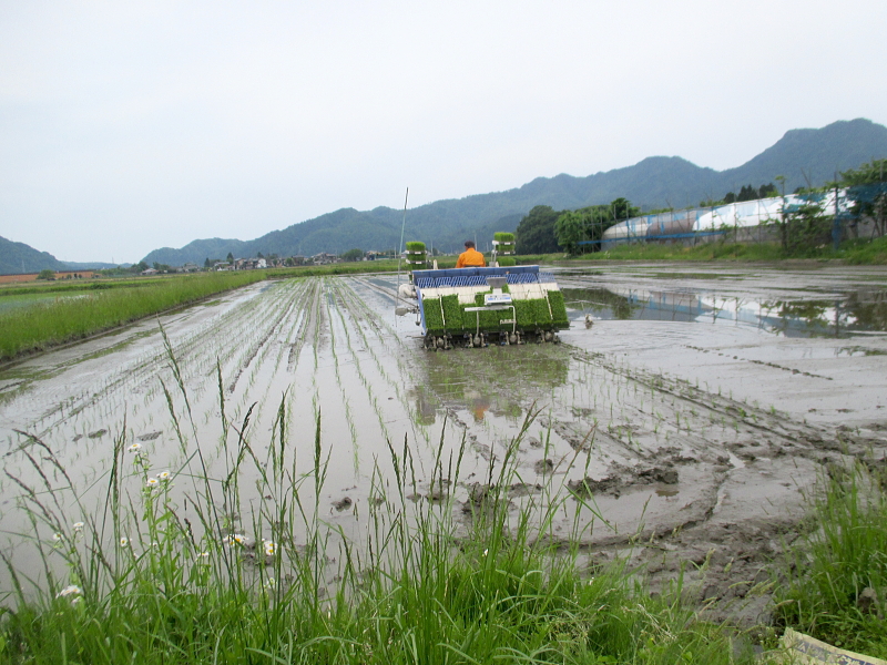 令和4年産 岩船産コシヒカリ 無農薬米 田植え