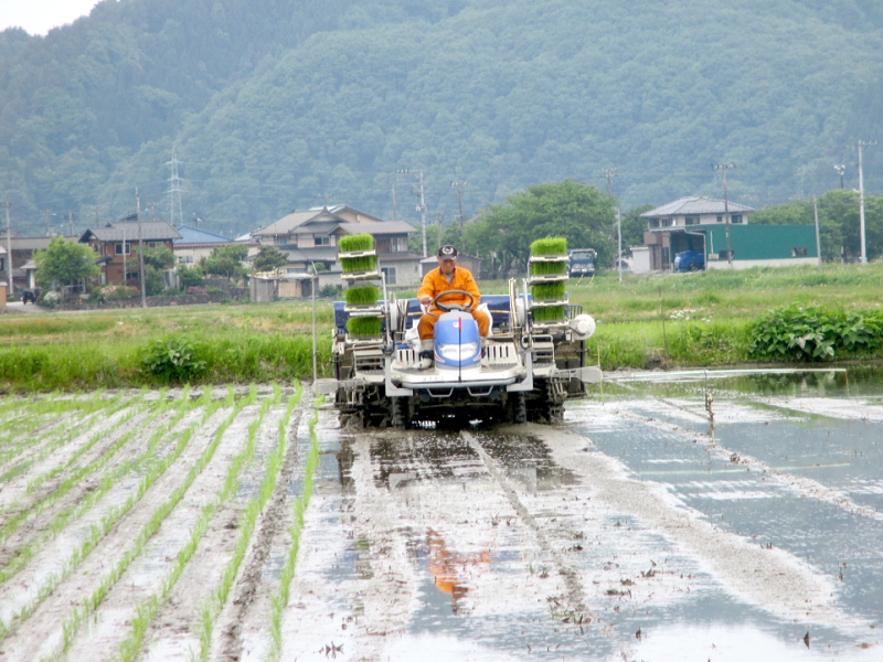 令和4年産 岩船産コシヒカリ 無農薬米 田植え