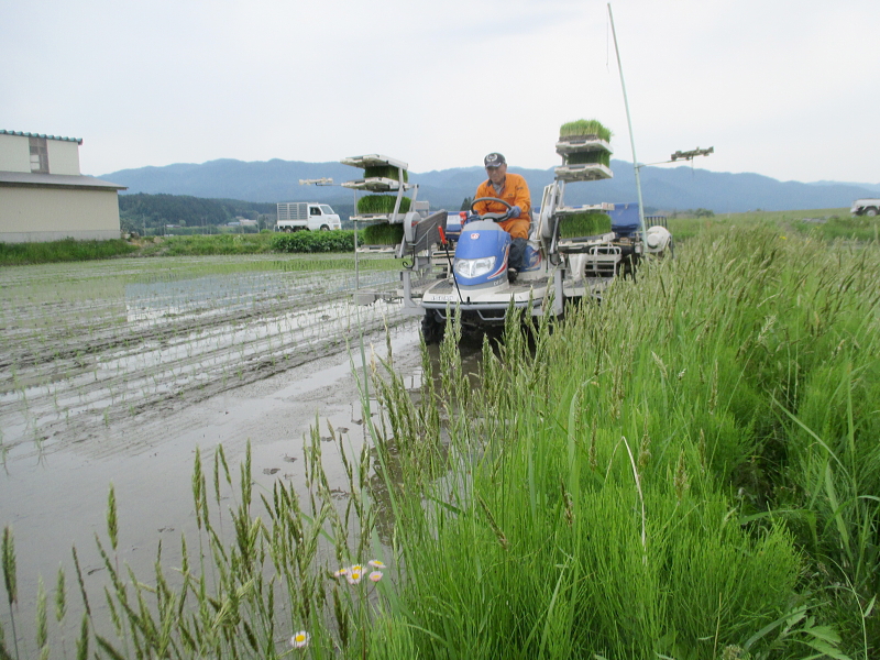 令和4年産 岩船産コシヒカリ 無農薬米 田植え