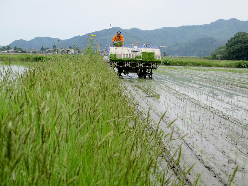 令和4年産 岩船産コシヒカリ 無農薬米 田植え