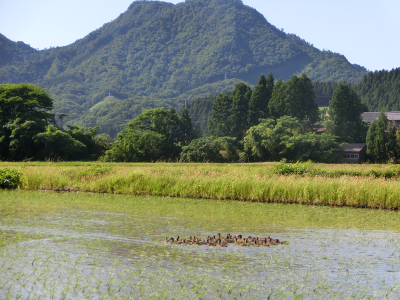 無農薬米 アイガモ除草隊 活躍中です