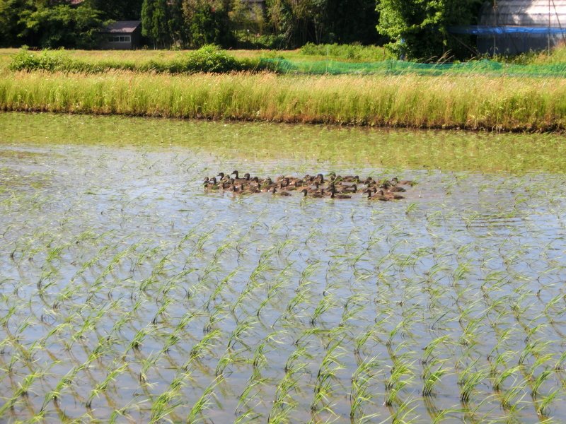 無農薬米 アイガモ除草隊 活躍中です