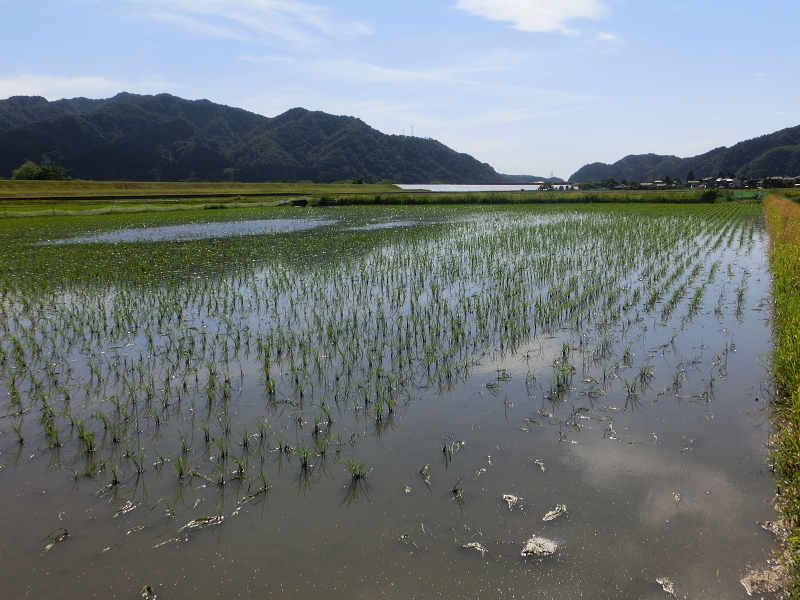 無農薬米 アイガモ除草隊 活躍中です