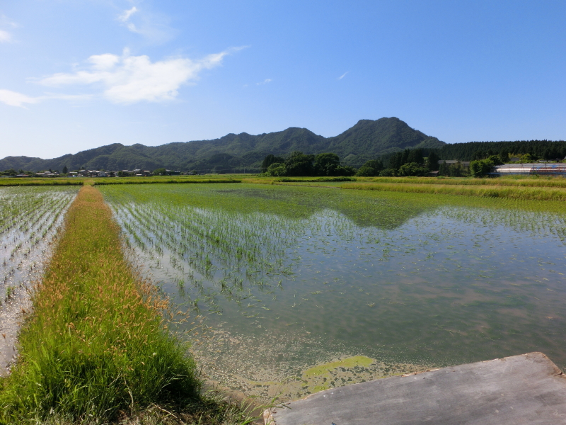 無農薬米 アイガモ除草隊 活躍中です