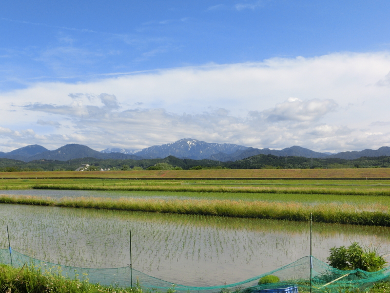 無農薬米 アイガモ除草隊 活躍中です