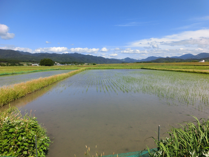 無農薬米 アイガモ除草隊 活躍中です