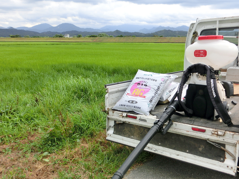 無農薬米 追肥作業 完了しました。