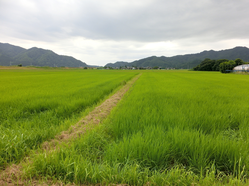 無農薬米 追肥作業 完了しました。