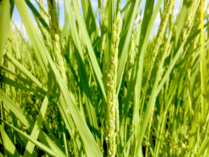 無農薬米 出穂・開花してます