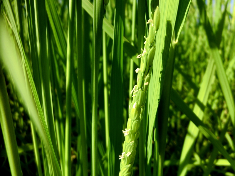 無農薬米 出穂・開花してます