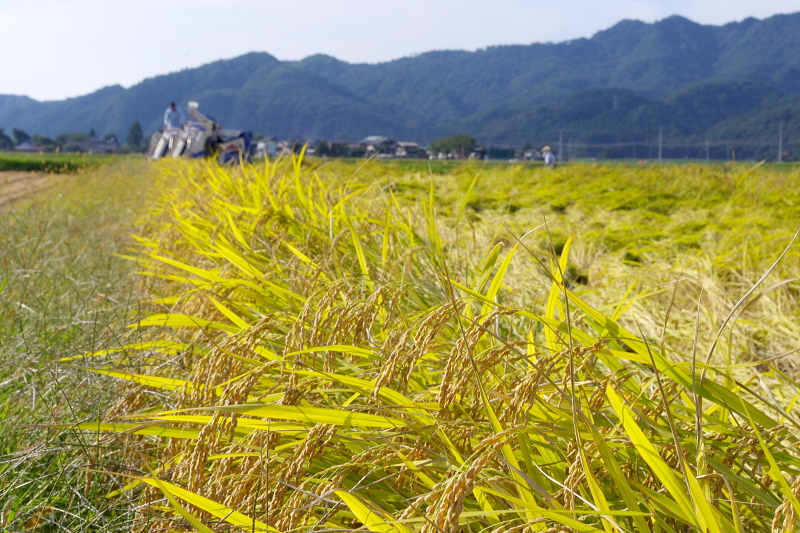 無農薬米 稲刈り終わりました